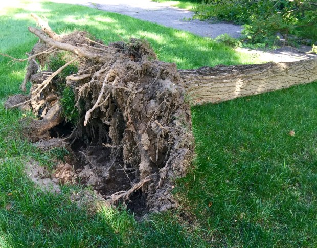 uprooted tree