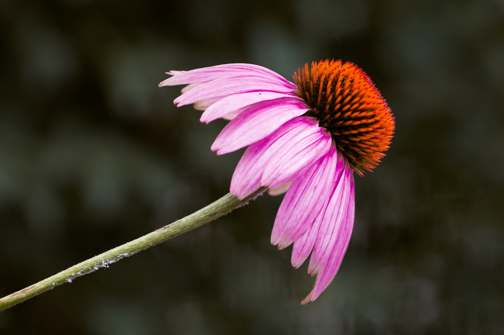 Echinacea flower